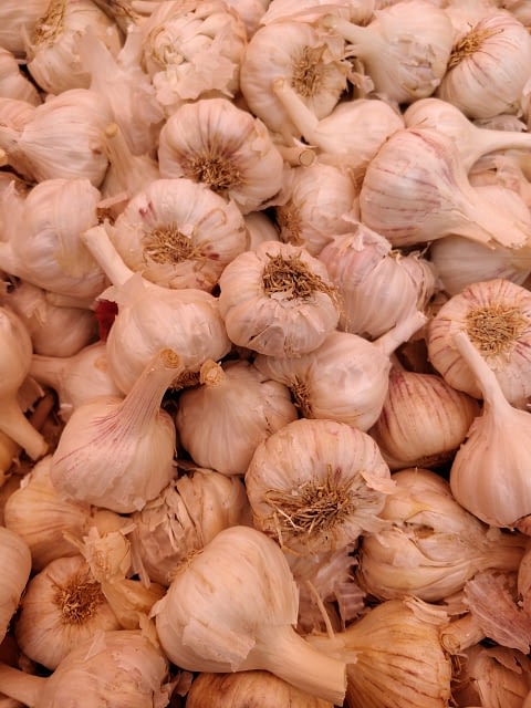 Aioli Aioli